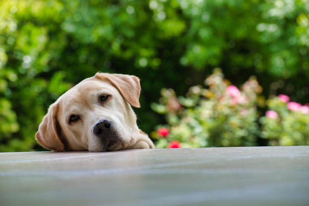 Labrador retriever jaune