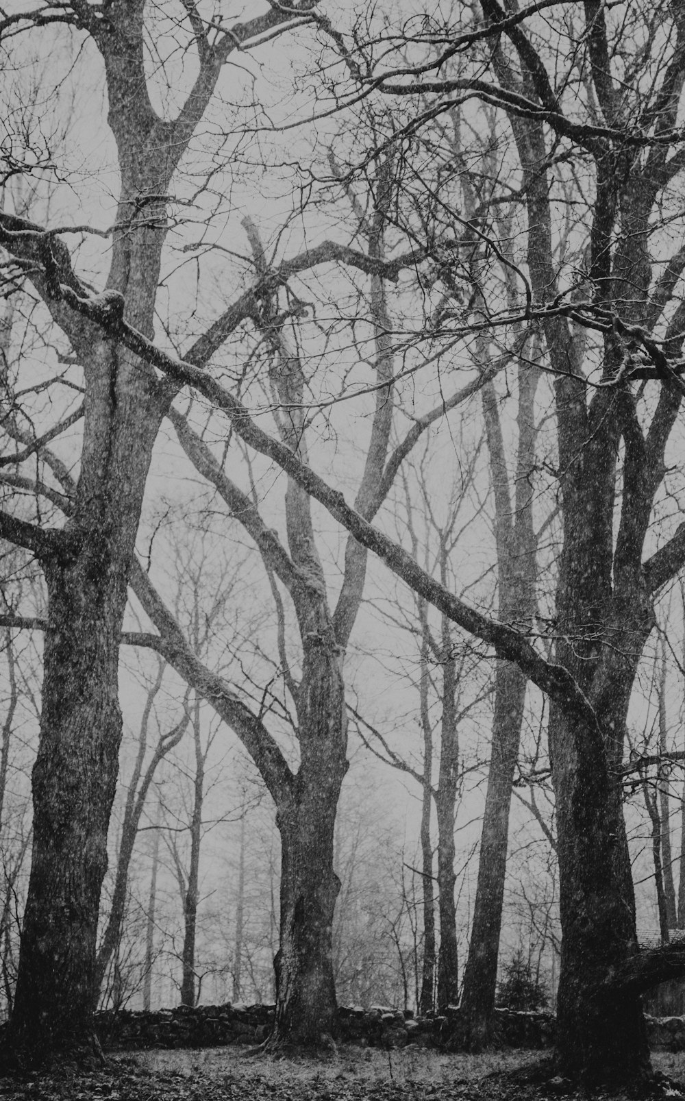 leafless trees during daytime