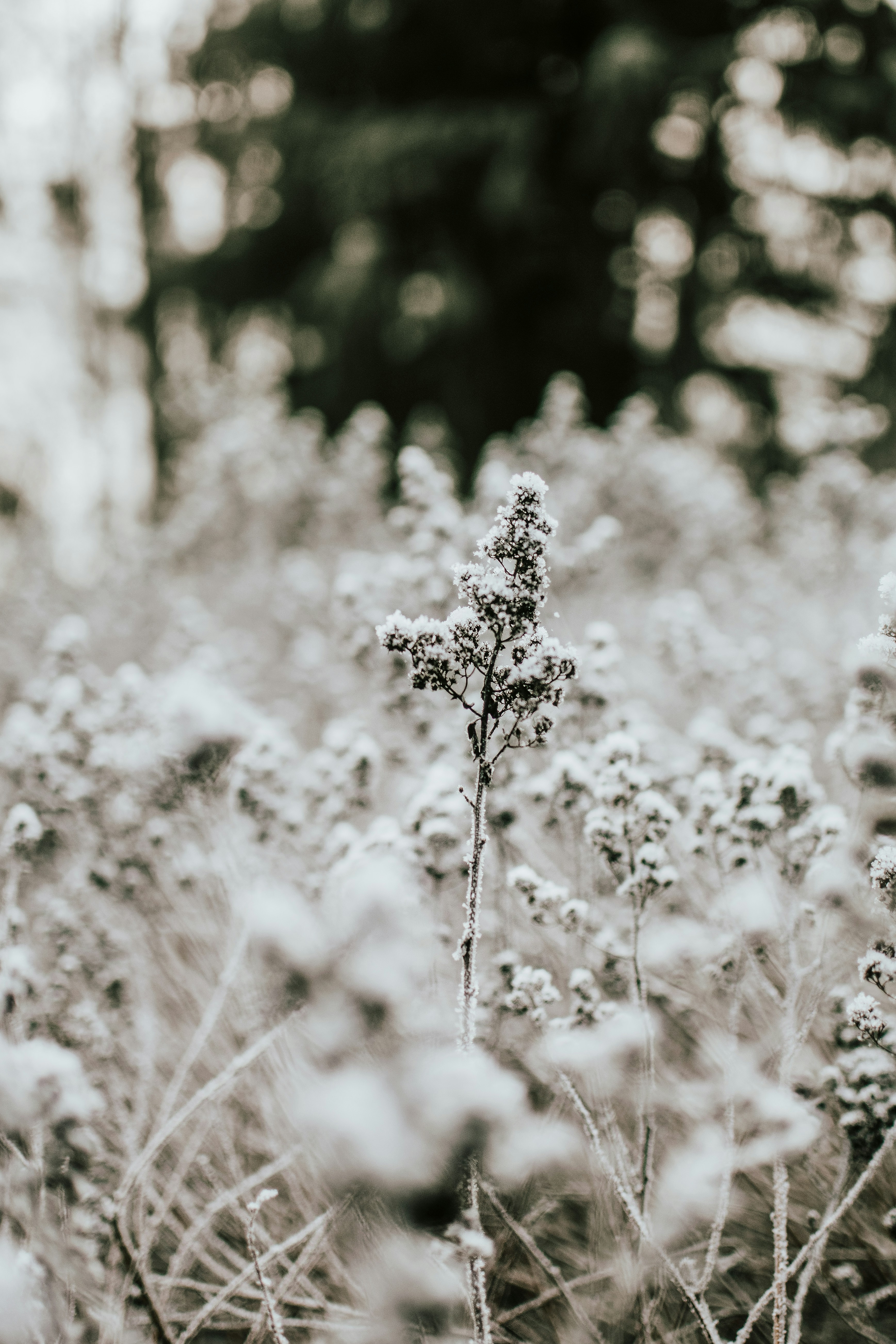 Photo by dfv