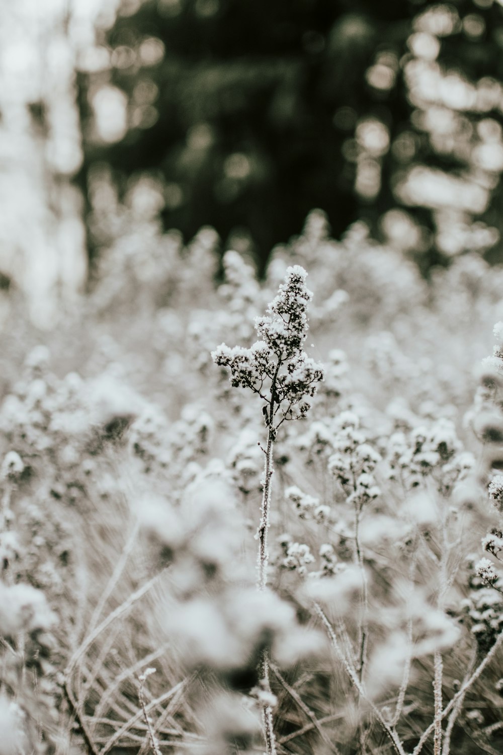 shallow focus photo of white flowers