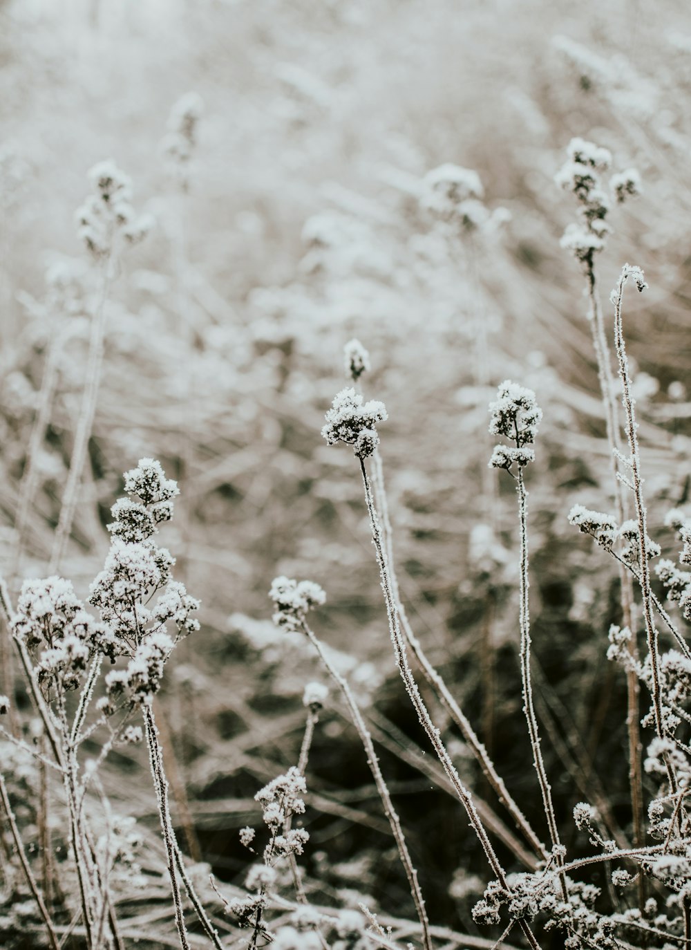 snow covered plant during daytime