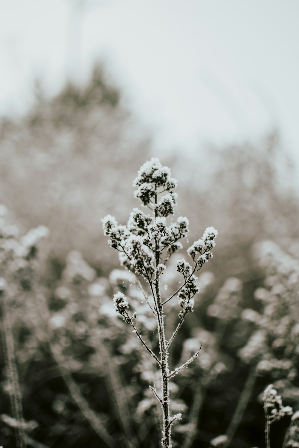 close-up photography of white flower