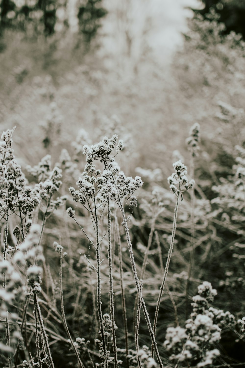 snow covered plants