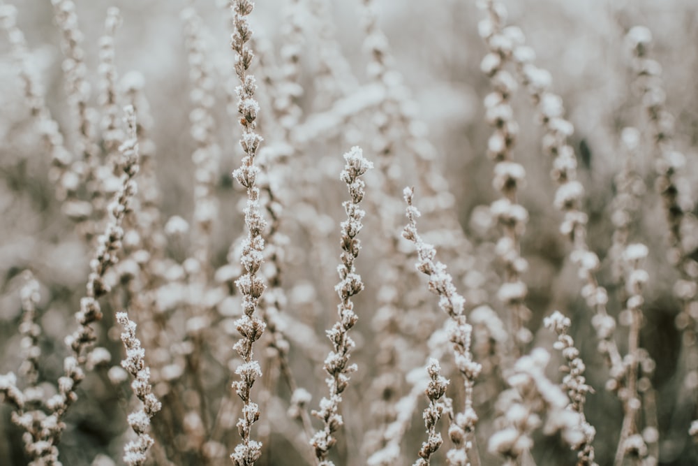 focus photography white grass