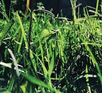 Close-up of lush green Korean carpet grass under bright sunlight