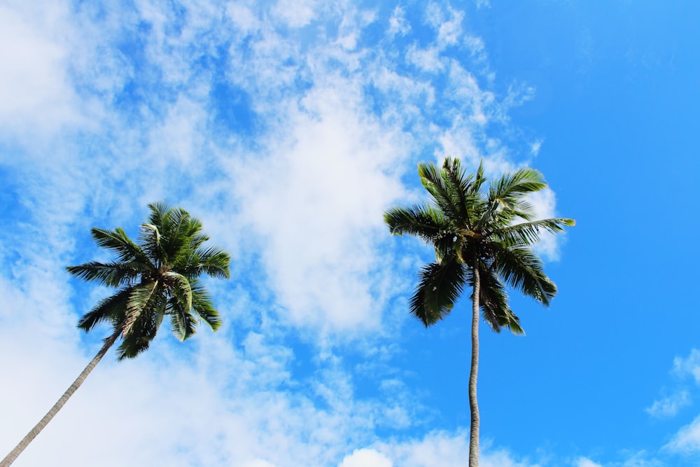 two coconut trees