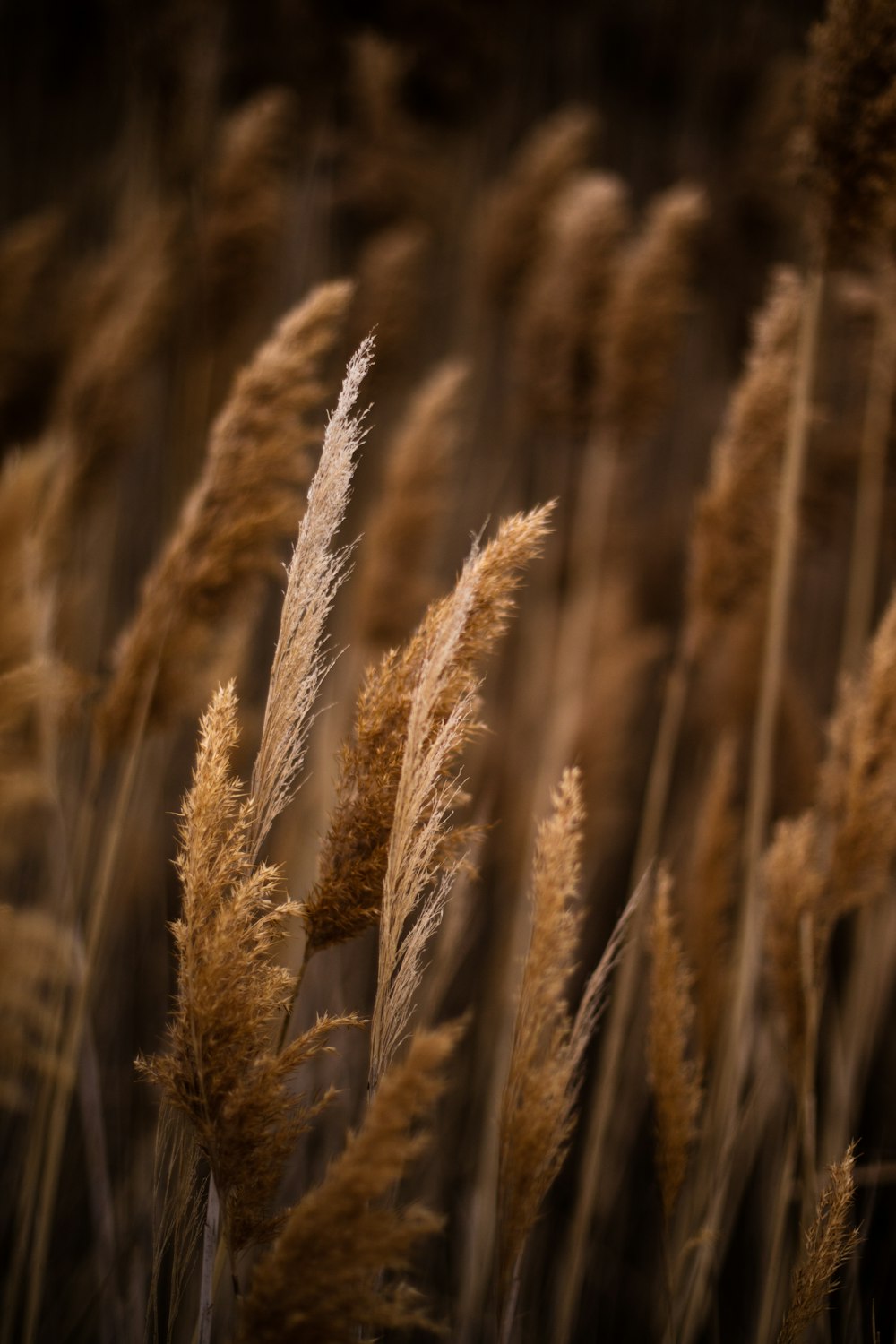 brown wheat field during daytime