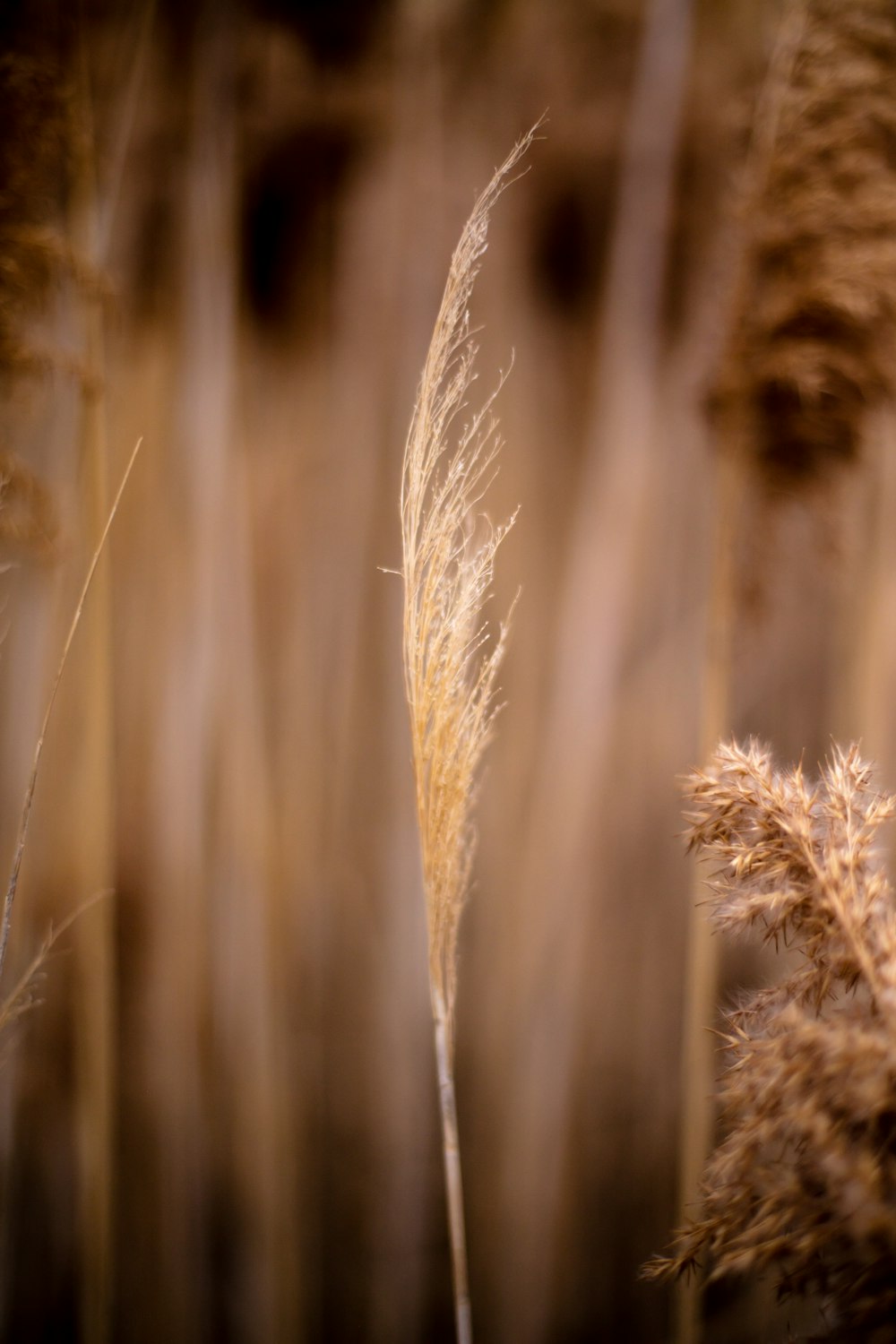 Campo de trigo integral durante o dia