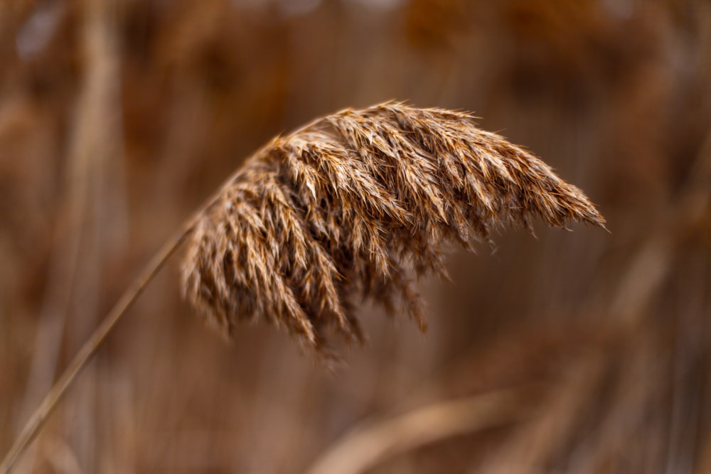 茶色の干し草のマクロ写真