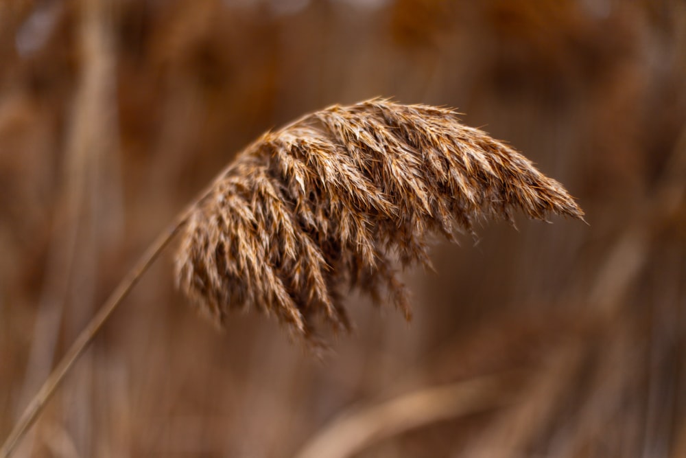 Foto macro de heno marrón