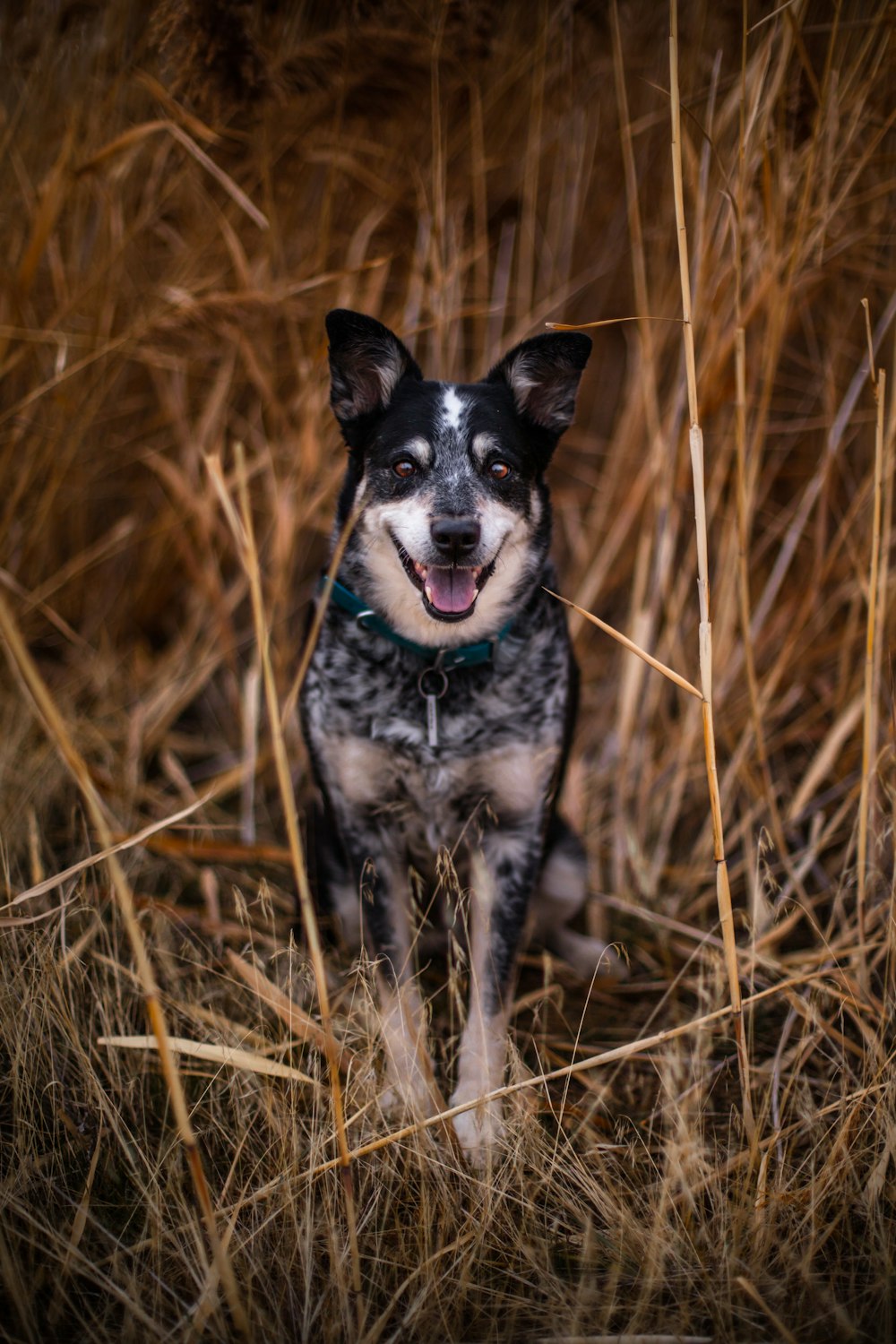 black dog on brown grasses