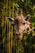 A close-up photo of an okapi standing quietly among lush green foliage in the Congo rainforest.