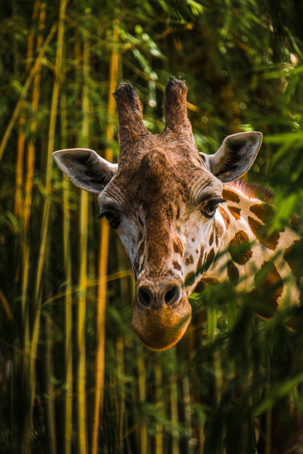 girafa marrom perto da árvore