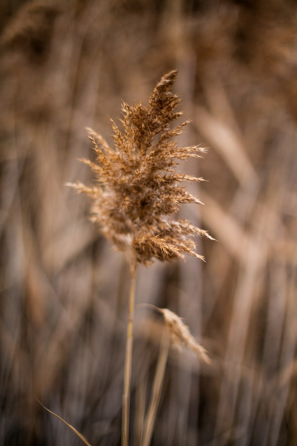 Fotografia de close-up de plantas marrons