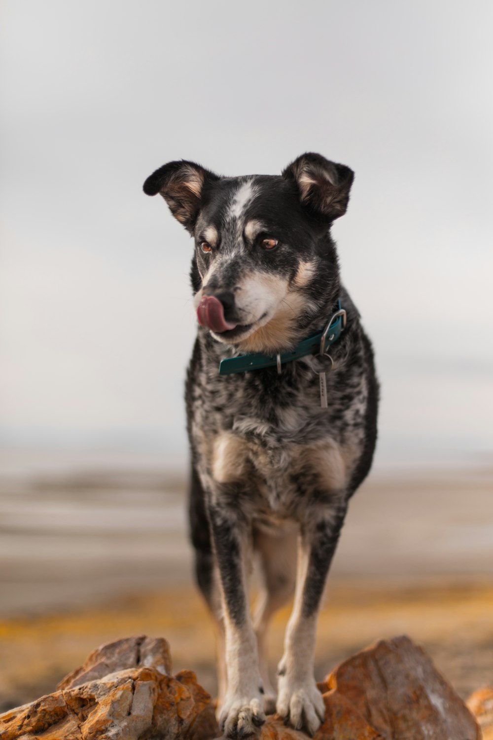 Cachorro preto e de pelagem curta em fotografia de foco seletivo