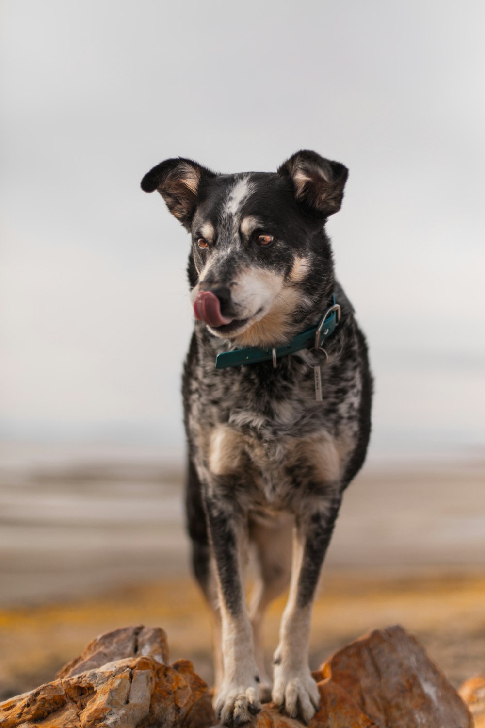 short-coated black and fawn dog on selective focus photography
