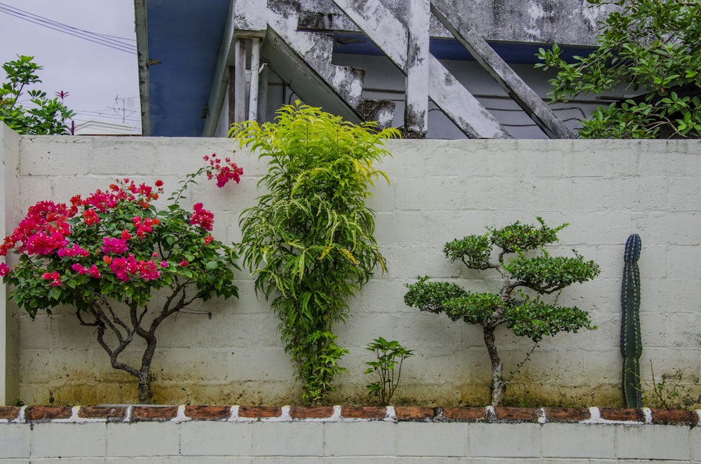 plantas variadas perto da parede de concreto branco