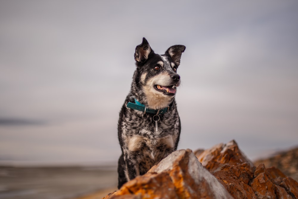 black and beige dog on rock