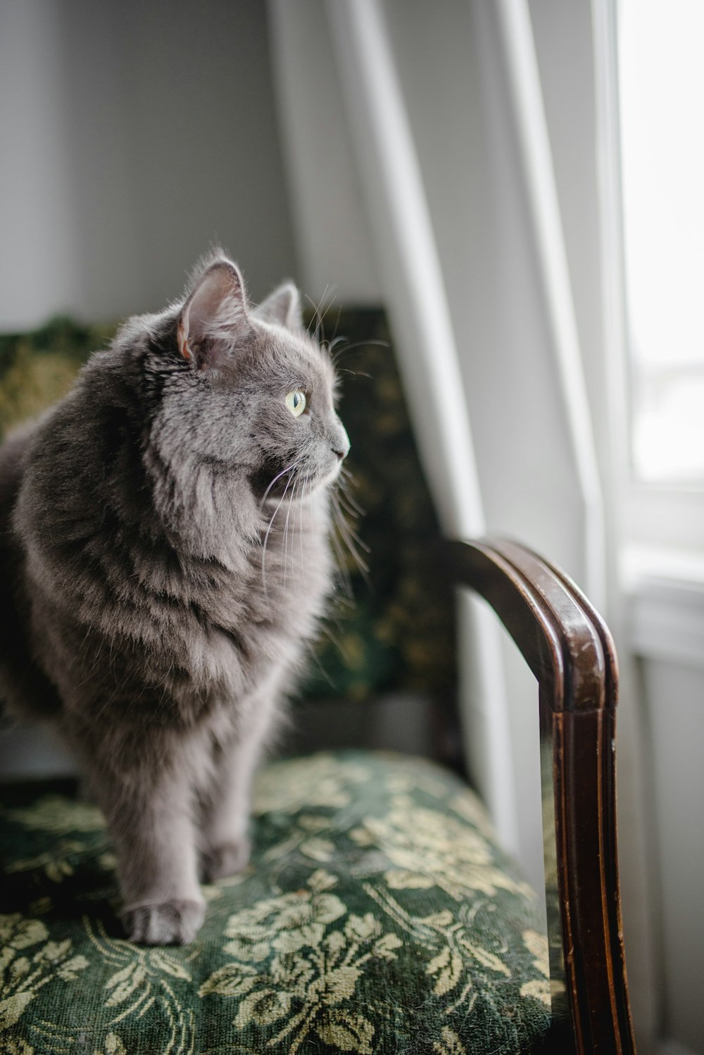 grey Persian cat sitting on padded chair