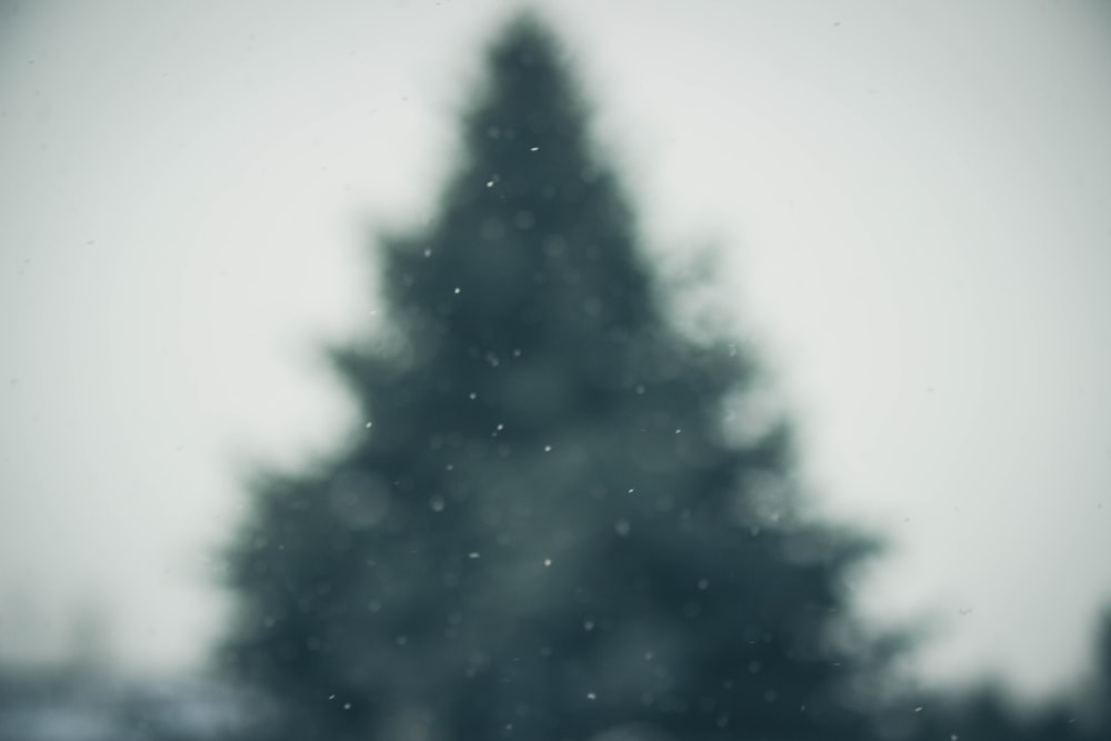 green pine trees through glass