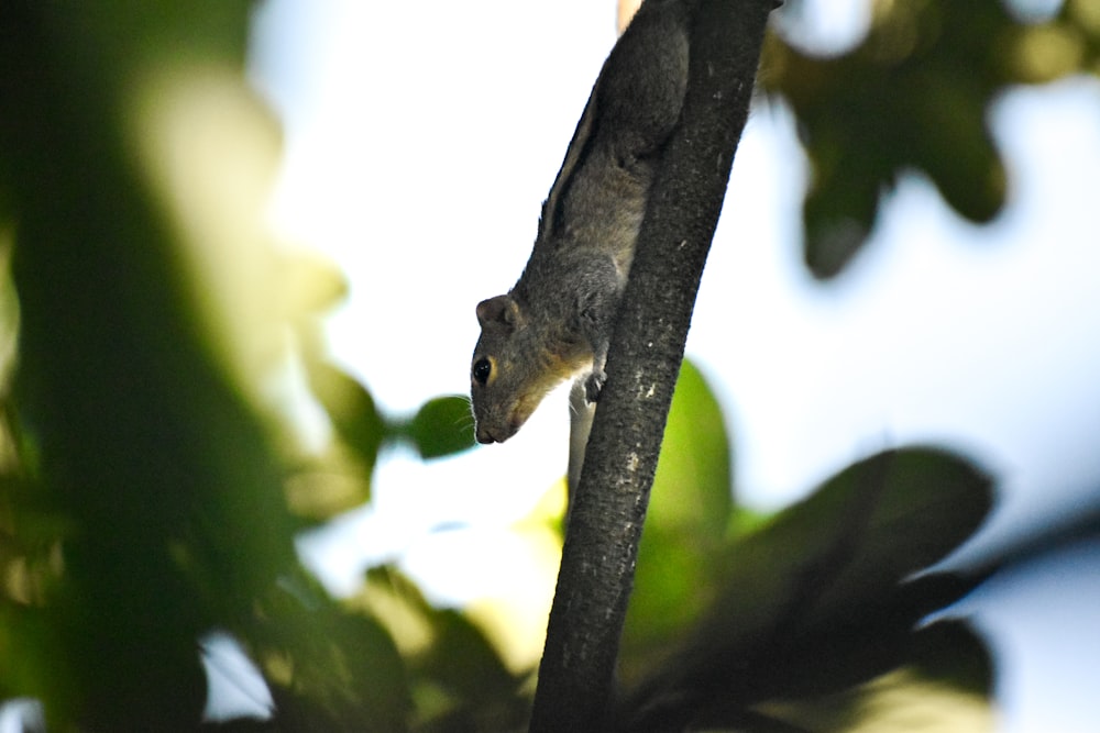 close-up photography of gray rodent standing on tree branch