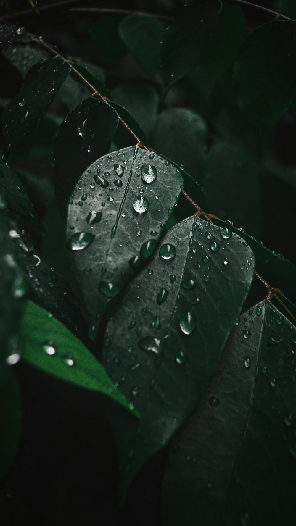 water drops on green leaves in close-up photo