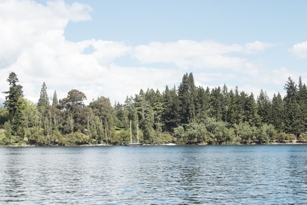 forest covered in trees near body of water during daytime