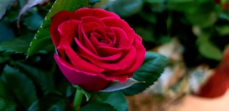 A vibrant red rose in full bloom surrounded by rich green leaves, creating a striking contrast. The petals are velvety and tightly arranged, signifying freshness and elegance.