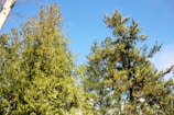 Tall evergreen trees with dense foliage stand against a clear blue sky. The trees are lush and vibrant, indicating a healthy and thriving forest environment.