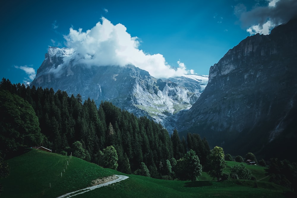 green trees beside mountain during daytime