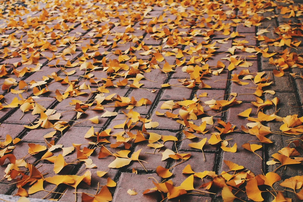 maple leaves on concrete road during daytime