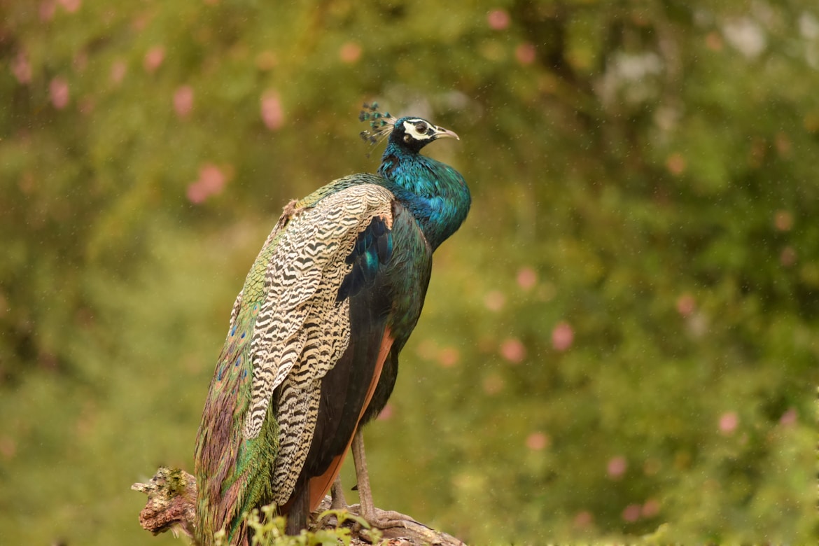 Nepal