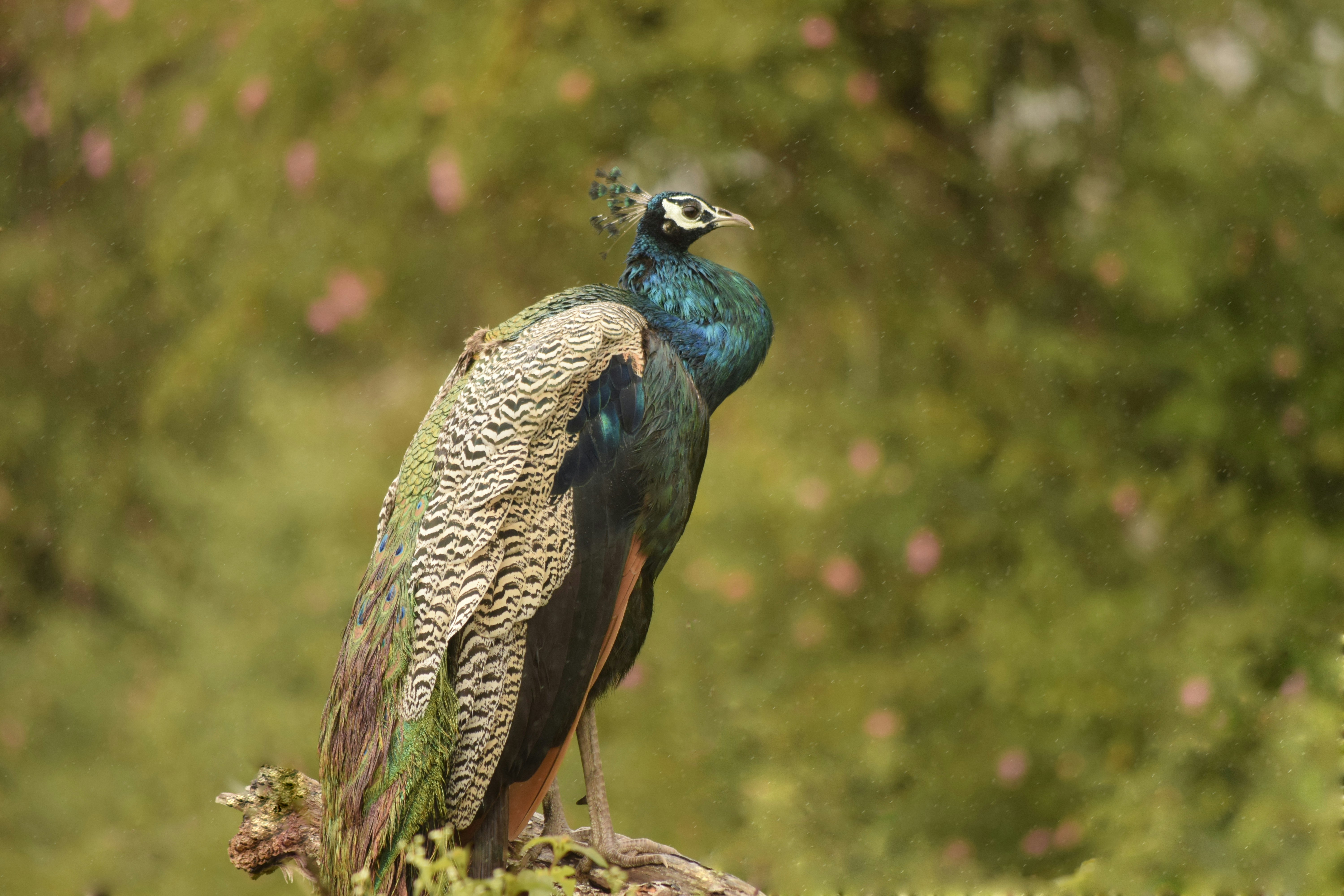 blue and multicolored peacock