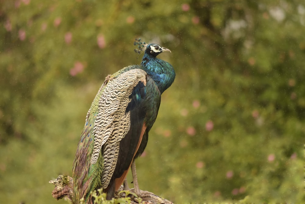 blauer und mehrfarbiger Pfau