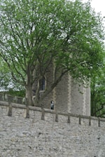 A stone tower partially obscured by a large tree with lush green foliage. The tower features arched windows and is surrounded by a fortified stone wall with crenellations.