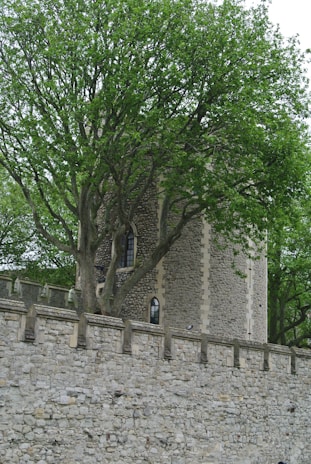 A stone tower partially obscured by a large tree with lush green foliage. The tower features arched windows and is surrounded by a fortified stone wall with crenellations.