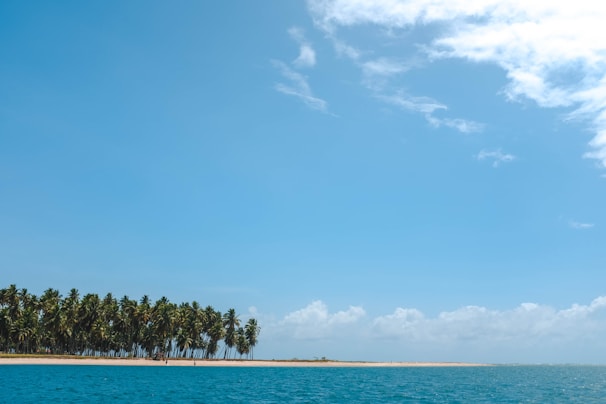 A tranquil beach scene with palm trees and clear blue waters.
