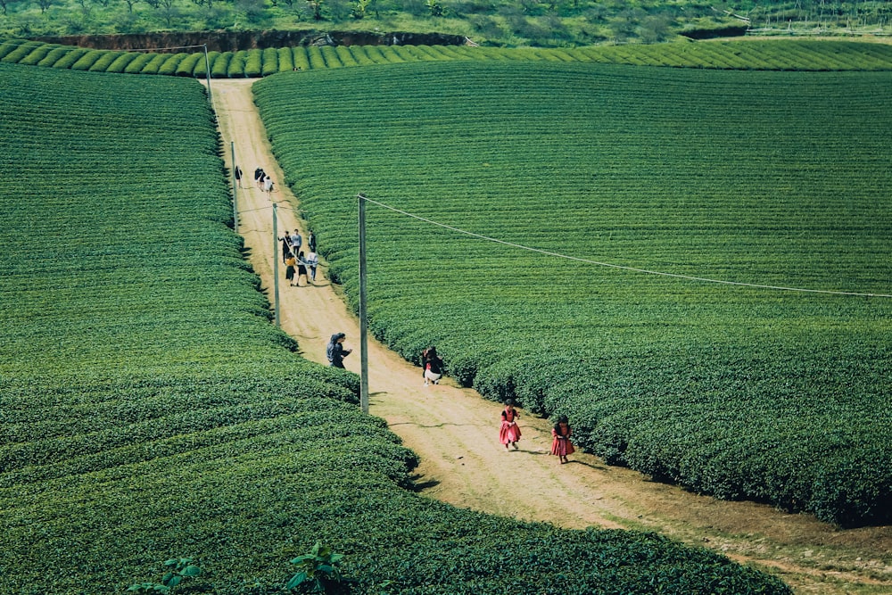 people walking on road near green field