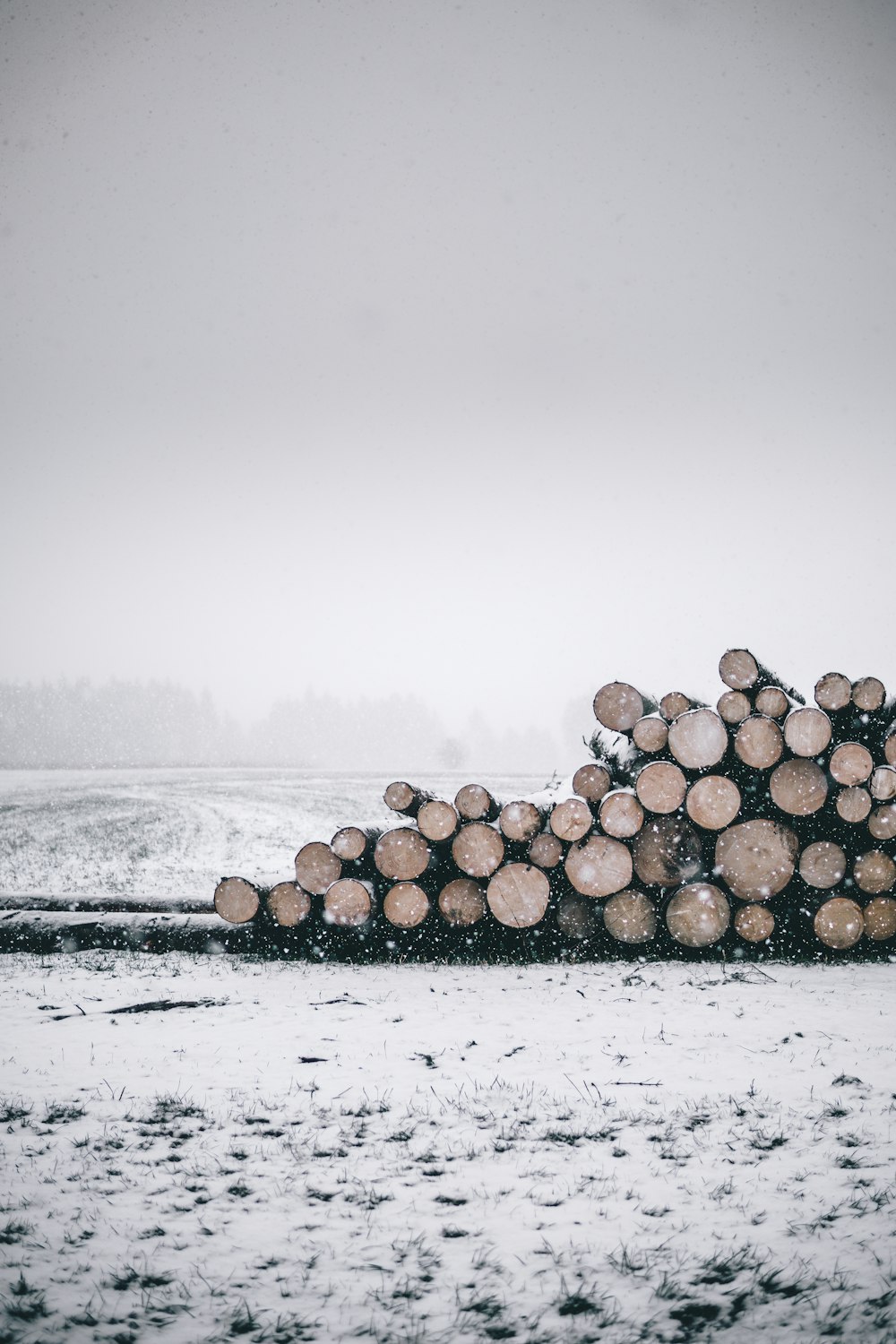 pile of logs during winter season