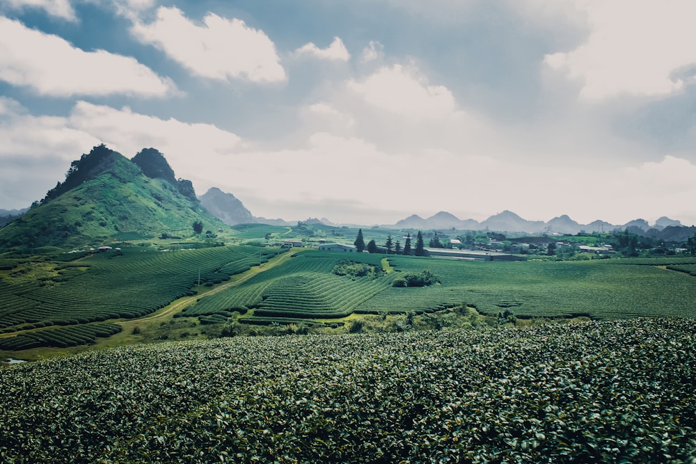 view of green fields during daytime