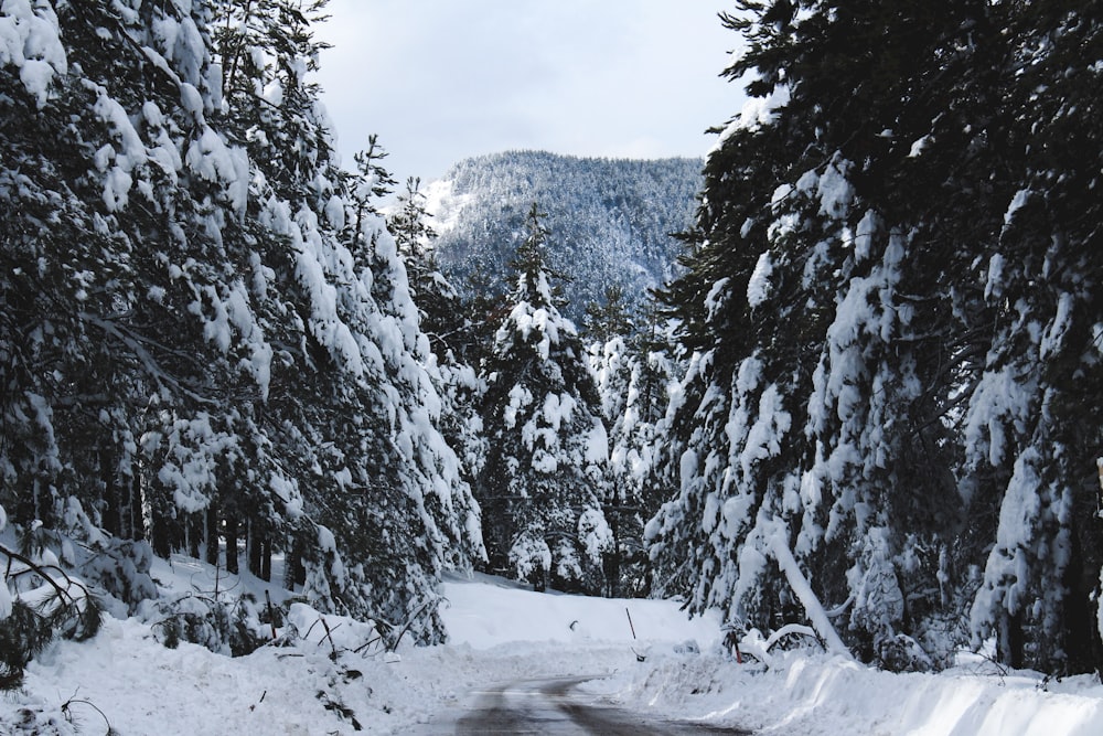 empty road in between snow covered trees at daytime