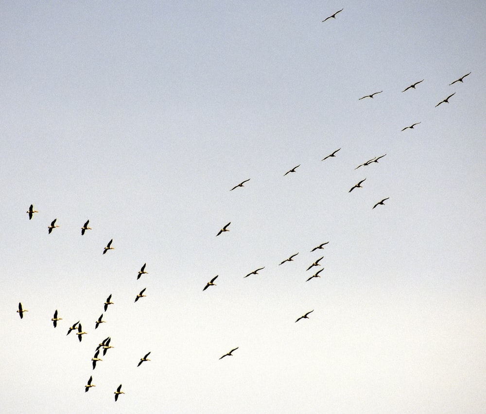 flocks of birds during daytime