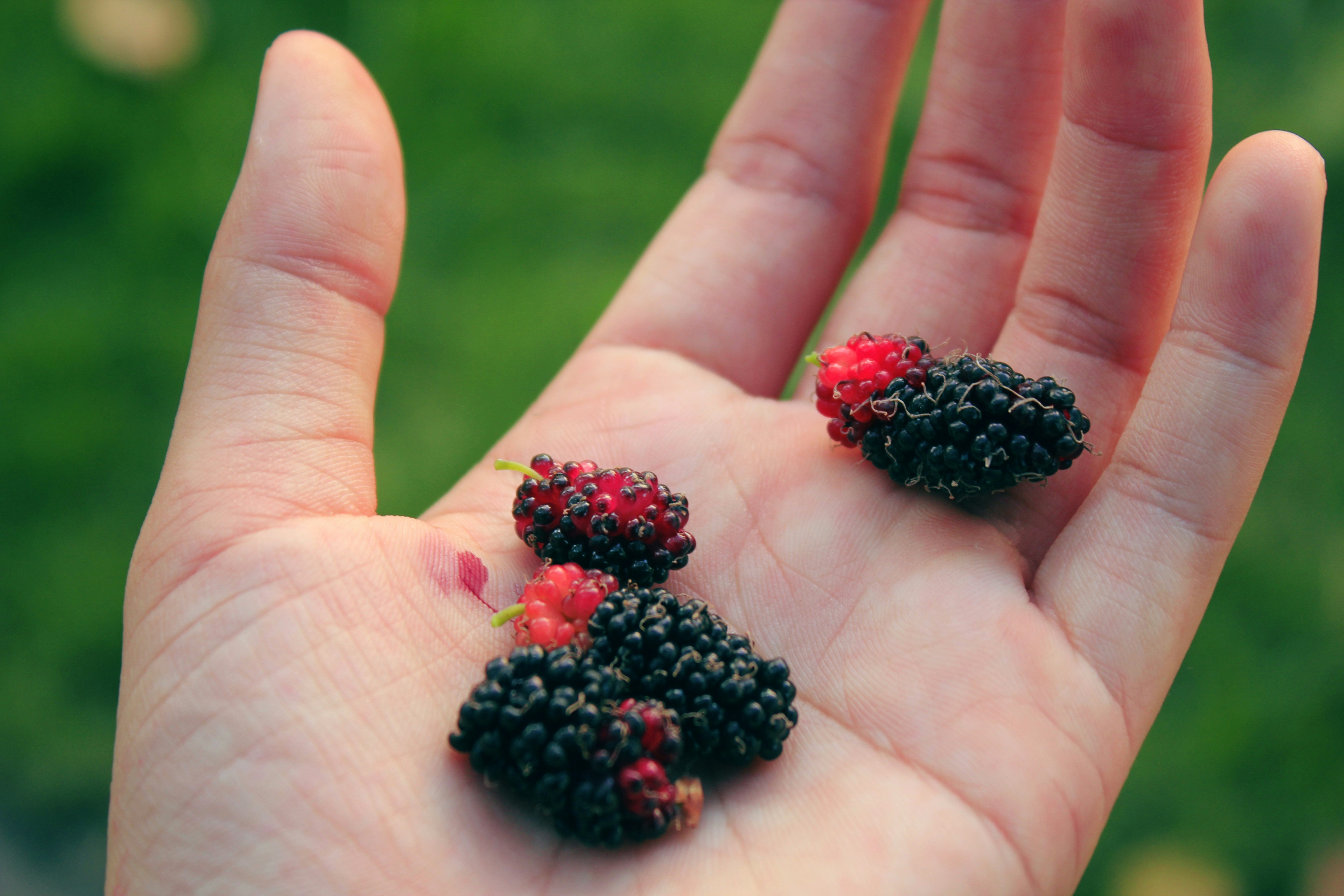 Organik Karadut Özü