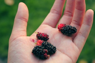An open palm holds several small, dark purple and red mulberries. The hand is positioned against a blurred green background, suggesting grass or foliage. The focus is on the berries, which appear fresh and ripe.