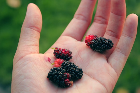 An open palm holds several small, dark purple and red mulberries. The hand is positioned against a blurred green background, suggesting grass or foliage. The focus is on the berries, which appear fresh and ripe.
