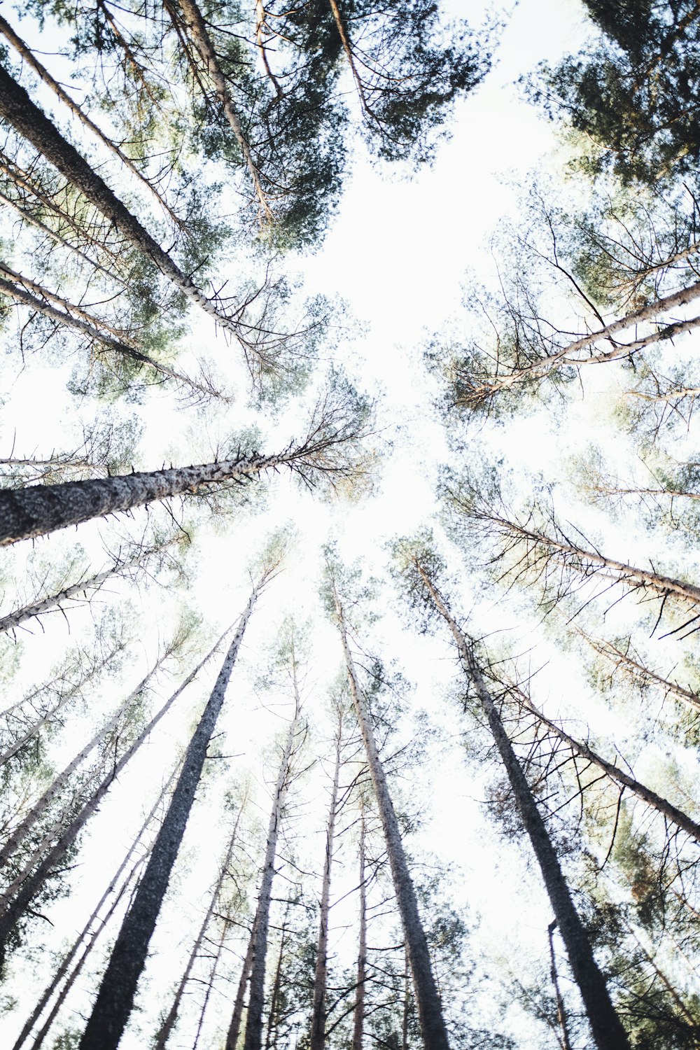 shallow focus photography of tall trees at daytime