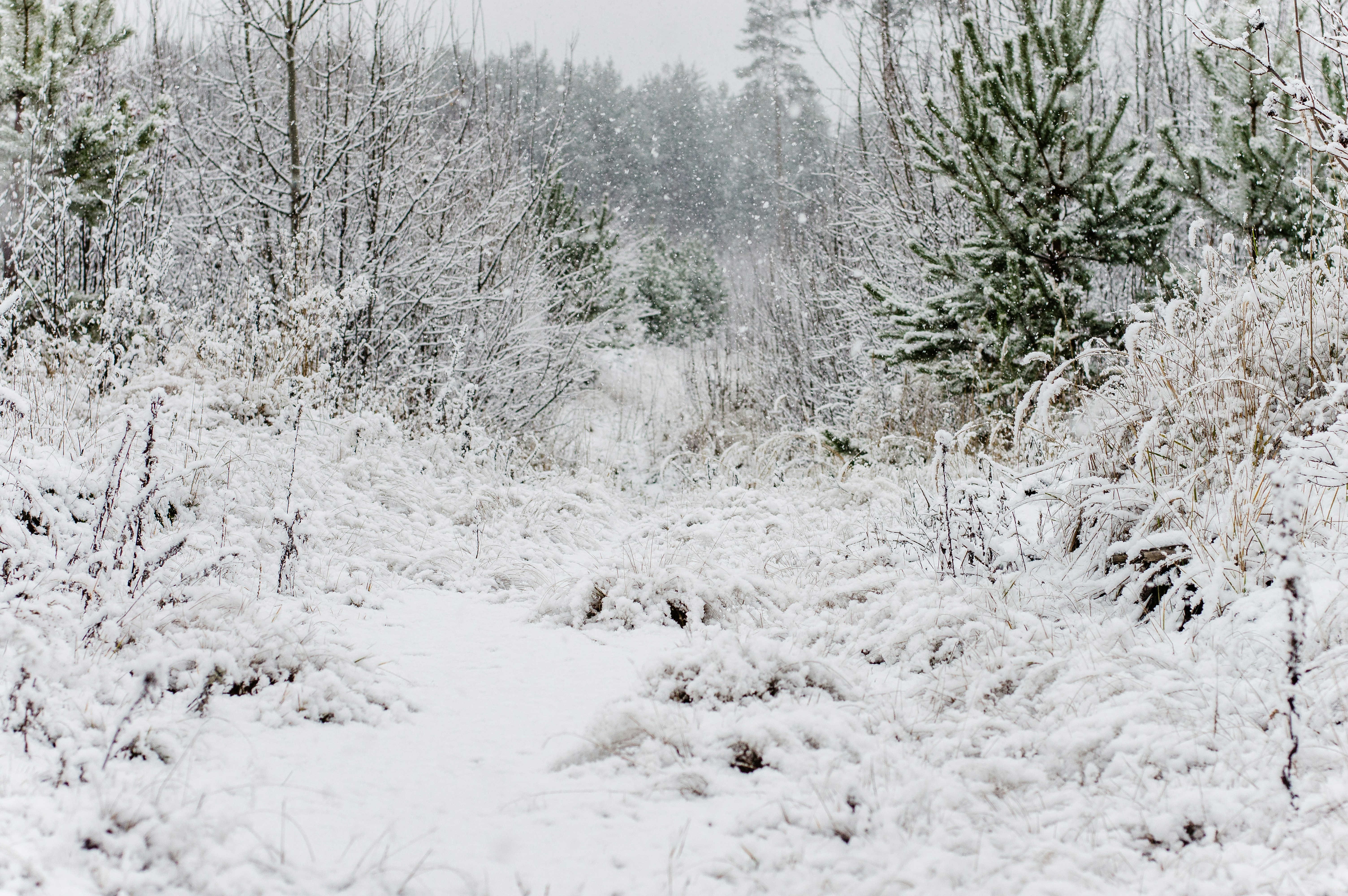 snow covered grass and trees at daytime