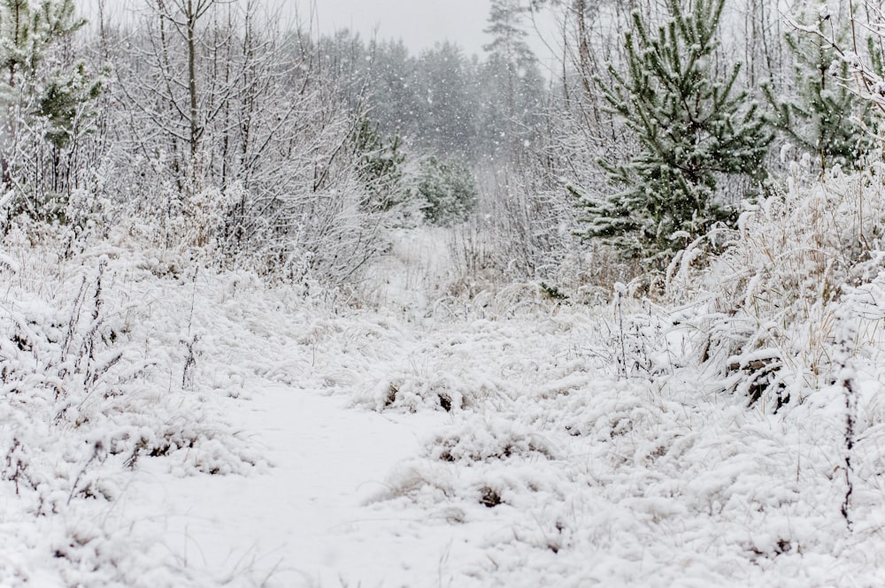 snow covered grass and trees at daytime