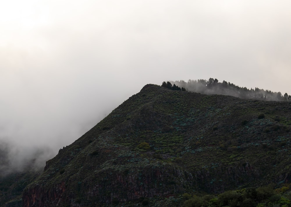 fogs on top of mountain with trees