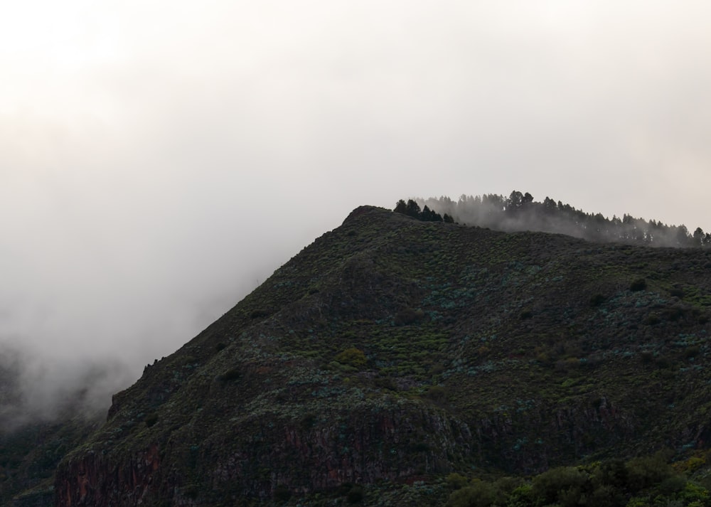 Nebel auf dem Gipfel des Berges mit Bäumen
